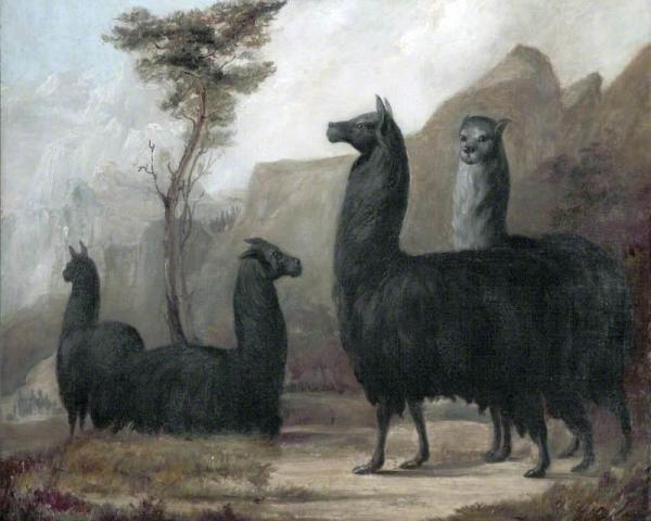 Alpacas by Jacques-laurent Agasse