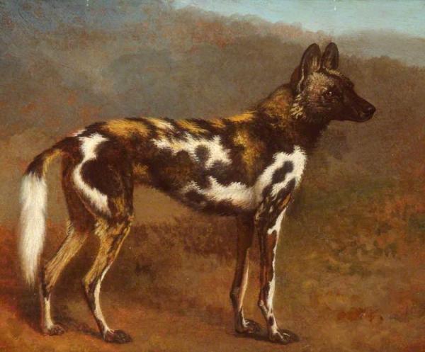 Cape Hunting Dog by Jacques-laurent Agasse Oil Painting Reproductions