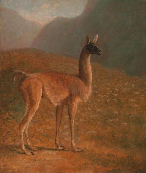 Guanaco by Jacques-laurent Agasse