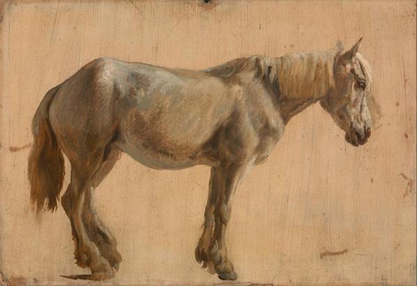 Study Of A Grey Horse by Jacques-laurent Agasse