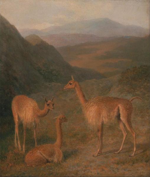 Vicunas by Jacques-laurent Agasse