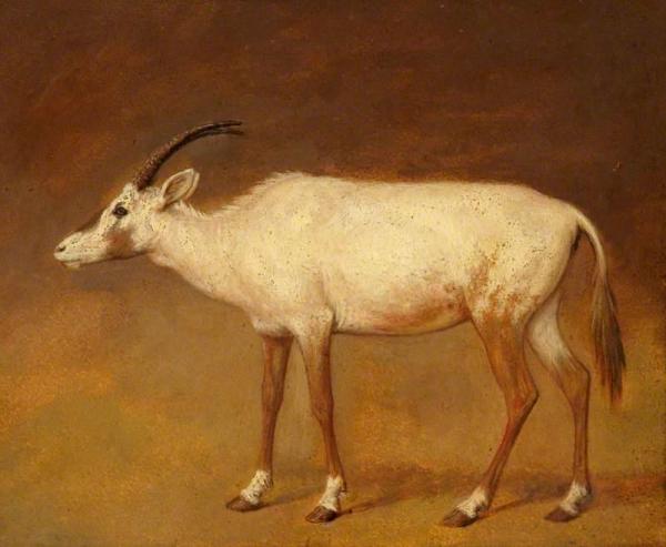 White Antelope by Jacques-laurent Agasse