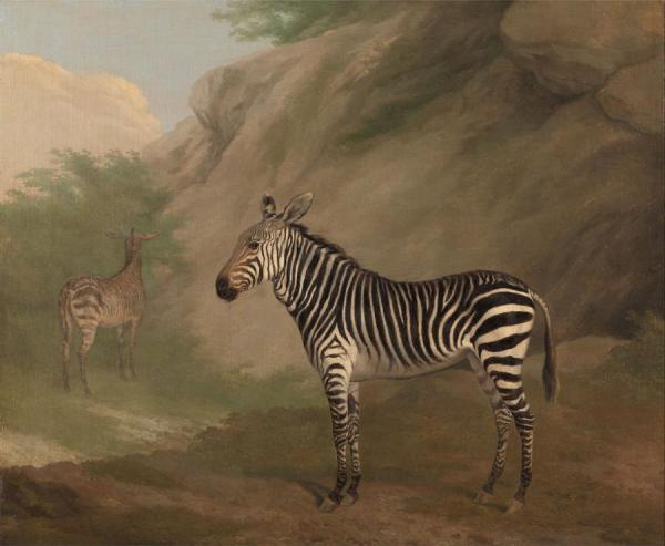 Zebra by Jacques-laurent Agasse