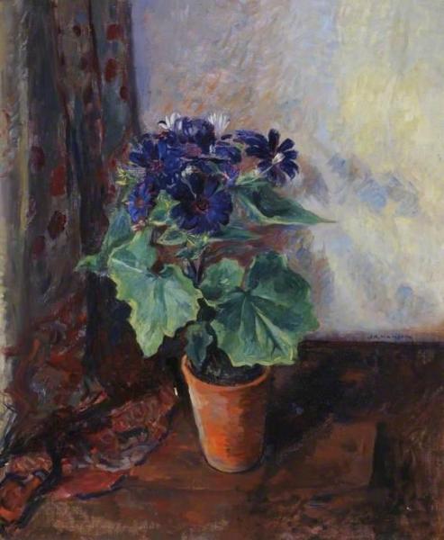 Cineraria by James Bolivar Manson