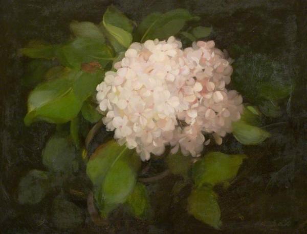 James Stuart Park Hydrangeas