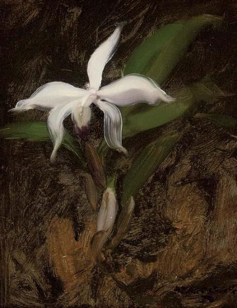 White Lily by James Stuart Park