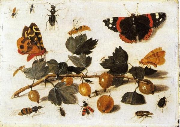 Butterflies And Insects And A Spray Of Gooseberries by Jan Van Kessel The Elder