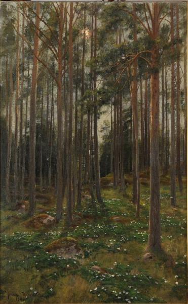 Forest by Johan Krouthén