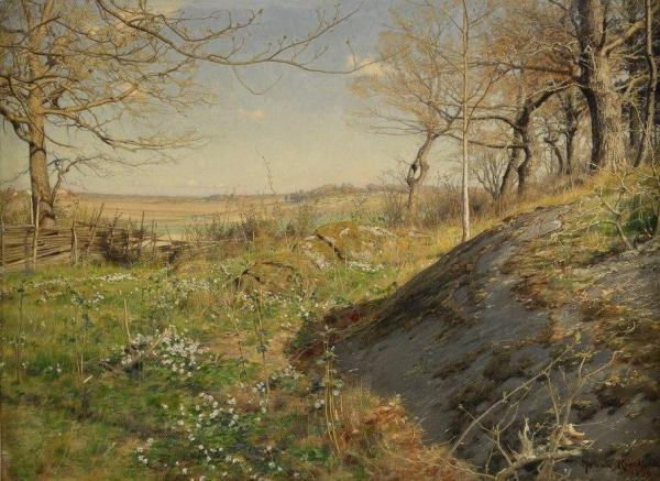 Sunlit Redwoods by Johan Krouthén