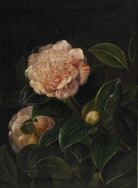 Still Life With Camelia by Johan Laurentz Jensen Oil Painting Reproductions