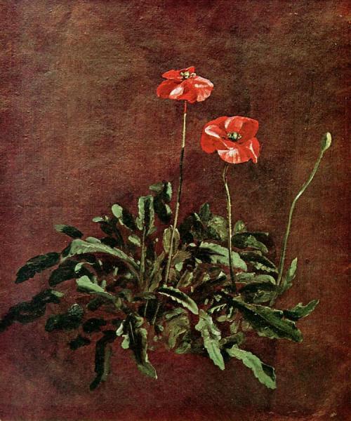 Study Of Poppies by John Constable