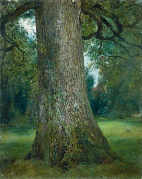Study Of The Trunk Of An Elm Tree by John Constable