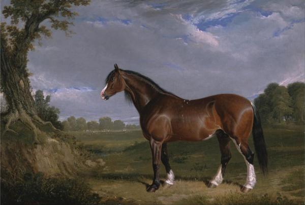 A Clydesdale Stallion by John Frederick Herring, Sr