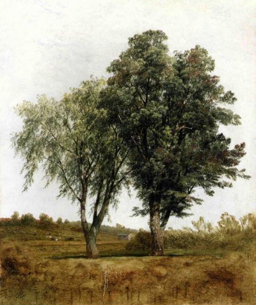 A Study Of Trees by John Frederick Kensett