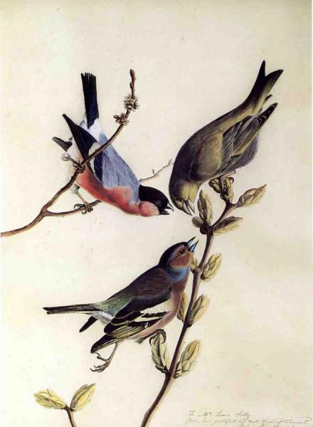 John James Audubon A Chaffinch, Bullfinch And Greenfinch On A Branch Of Budding Chestnuts