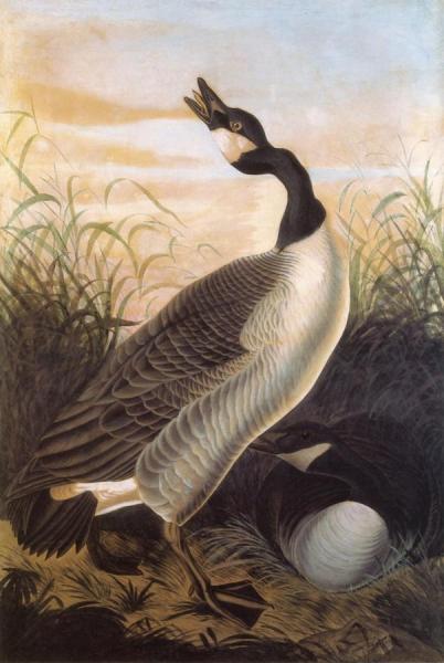 Canada Goose by John James Audubon Oil Painting Reproductions