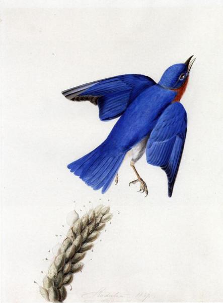 John James Audubon Eastern Bluebird