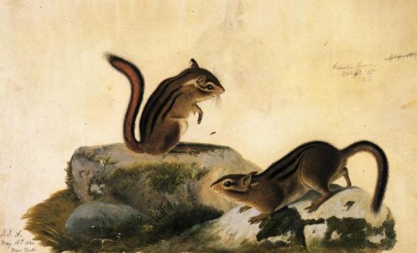 John James Audubon Two Ground Squirrels