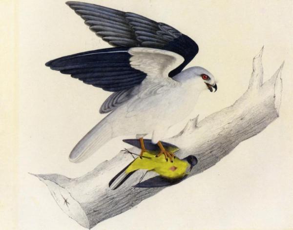 White-tailed Kite by John James Audubon Oil Painting Reproductions