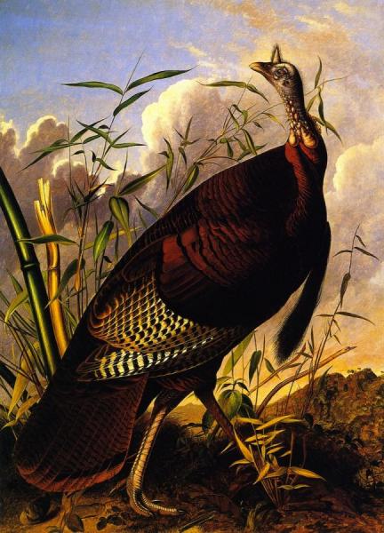 John James Audubon Wild Turkey
