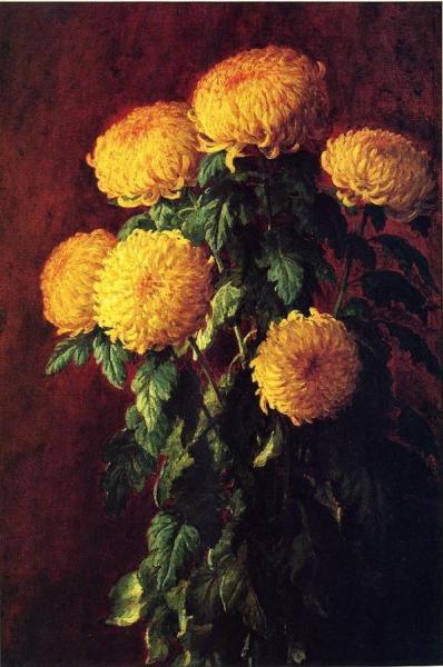 John Ross Key Chrysanthemums