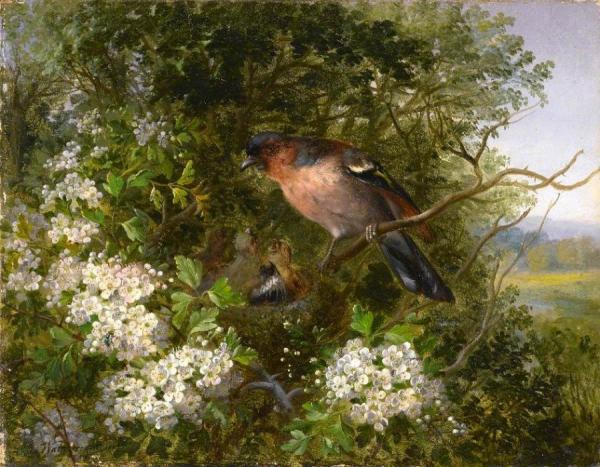 Hawthorn And Chaffinch by John Wainwright Oil Painting Reproductions