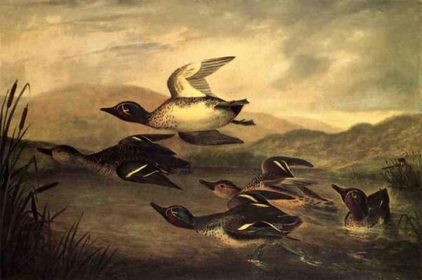John Woodhouse Audubon Wild Ducks Rising