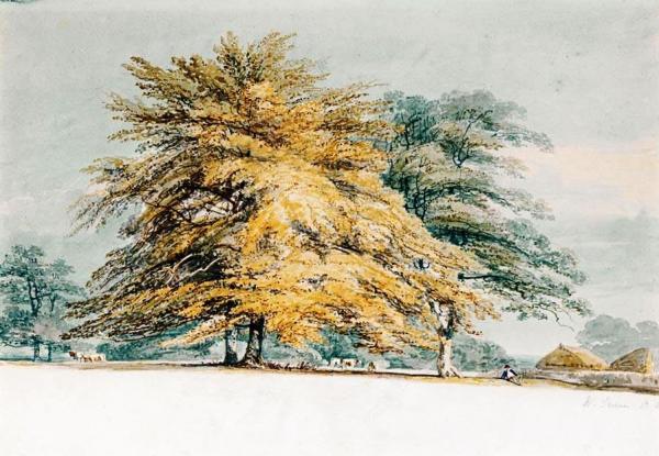 A Beech Copse Near Haystacks by Joseph Mallord William Turner