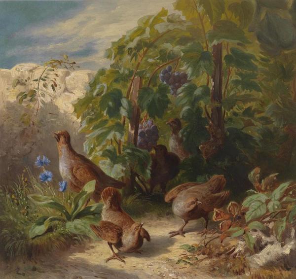 Partridges by Joseph Schuster