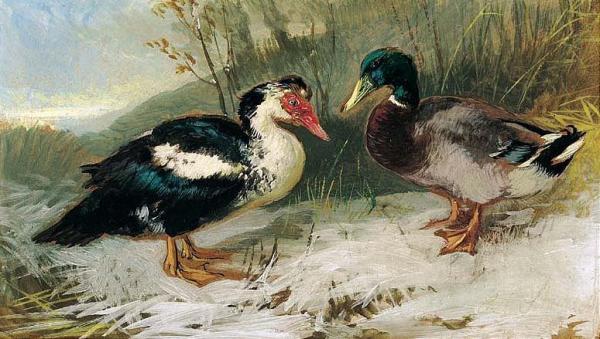 Two Ducks by Julius Scheuerer