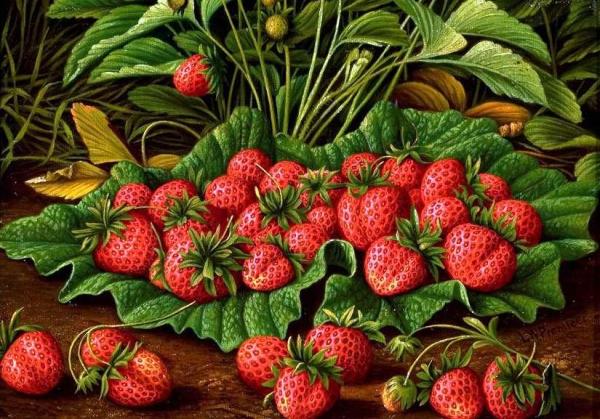 Levi Wells Prentice Strawberries