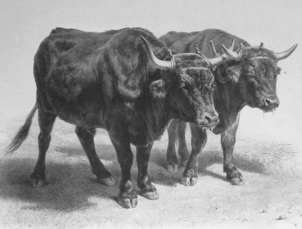 Boeufs Du Cantal by Louis Emmanuel Soulange-teissier