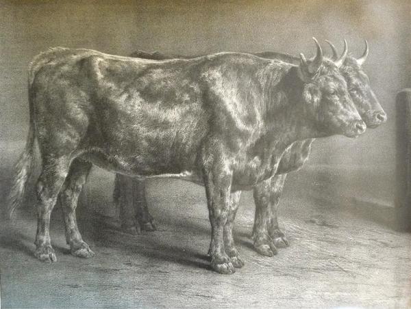 Génisses by Louis Emmanuel Soulange-teissier