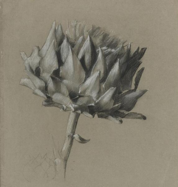 Study Of A Flower by Luc Olivier Merson