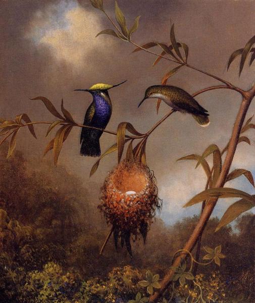 Martin Johnson Heade Black-breasted Plovercrest