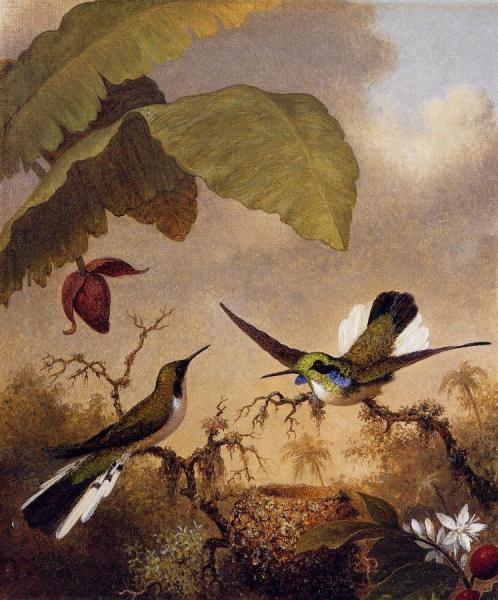 Black-eared Fairy by Martin Johnson Heade