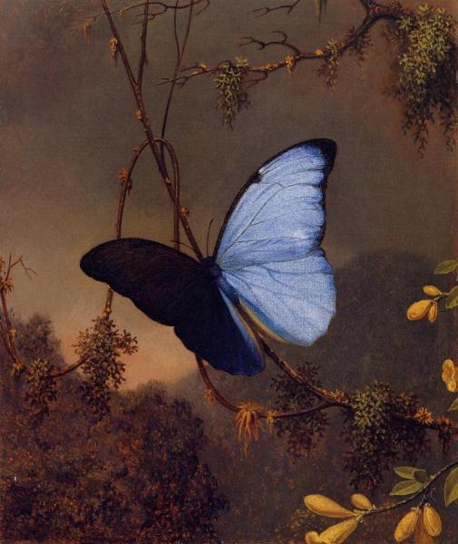 Blue Morpho Butterfly by Martin Johnson Heade Oil Painting Reproductions