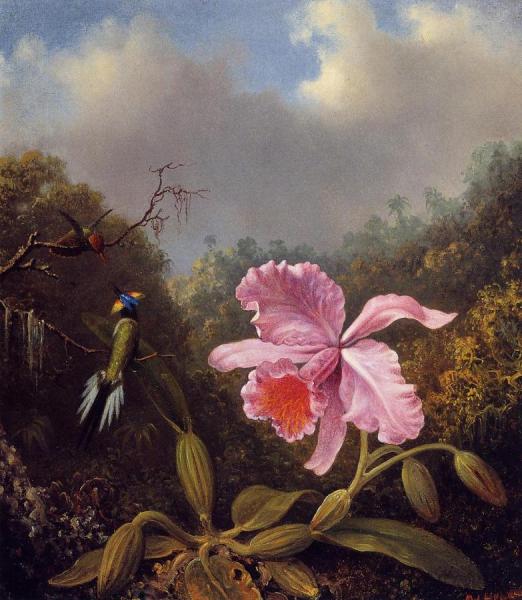 Fighting Hummingbirds With Pink Orchid by Martin Johnson Heade Oil Painting Reproductions