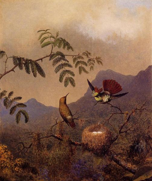 Frilled Coquette by Martin Johnson Heade Oil Painting Reproductions