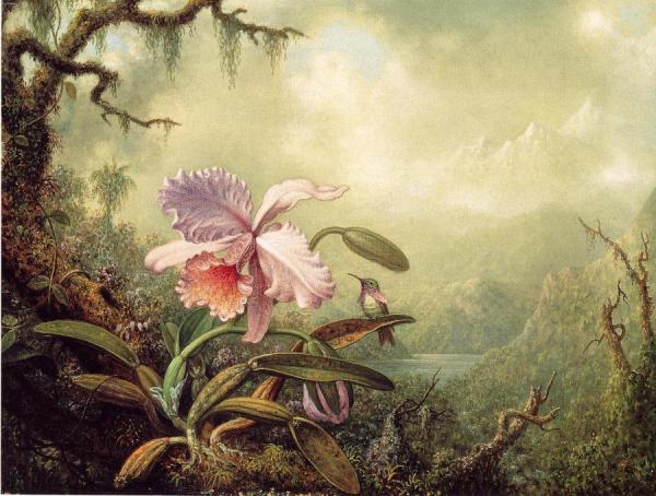 Martin Johnson Heade Heliodore's Woodstar And A Pink Orchid