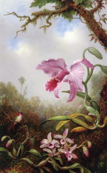 Martin Johnson Heade Hummingbird And Two Types Of Orchids