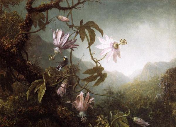 Hummingbird Perched Near Passion Flowers by Martin Johnson Heade