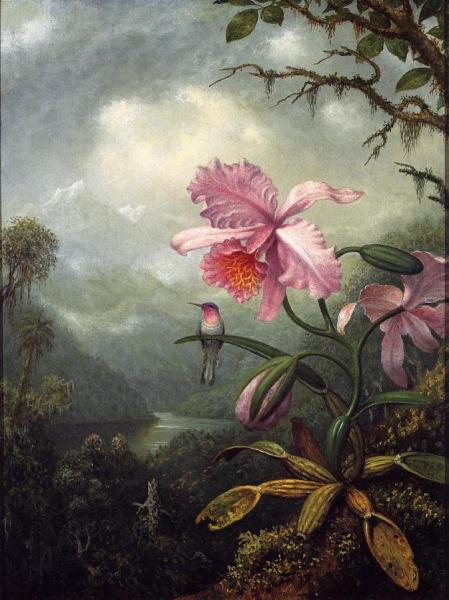 Hummingbird Perched On An Orchid Plant by Martin Johnson Heade Oil Painting Reproductions