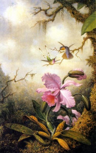 Martin Johnson Heade Hummingbirds And Orchids