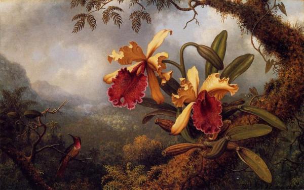 Orchids And Hummingbird by Martin Johnson Heade