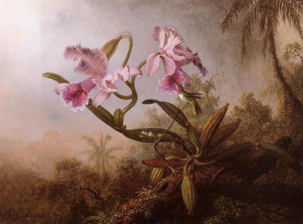 Orchids And Hummingbird by Martin Johnson Heade