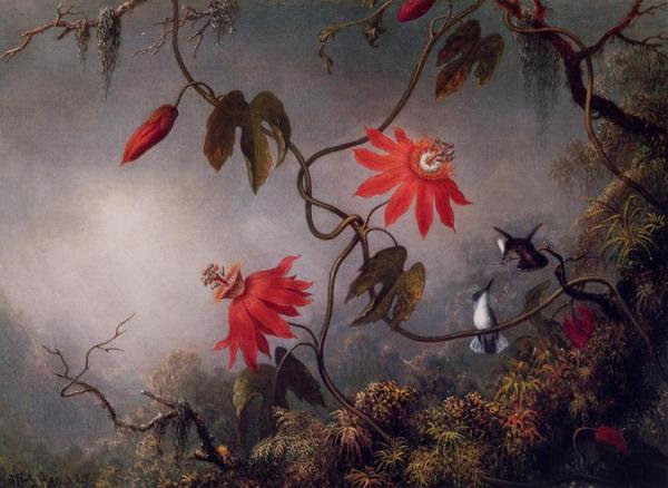Passion Flowers And Hummingbirds by Martin Johnson Heade