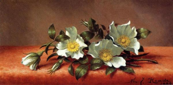 The Cherokee Rose by Martin Johnson Heade Oil Painting Reproductions