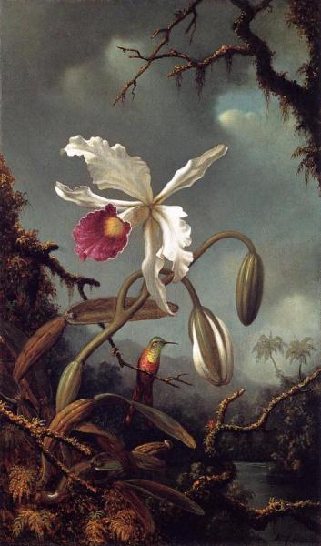 Martin Johnson Heade White Brazilian Orchid