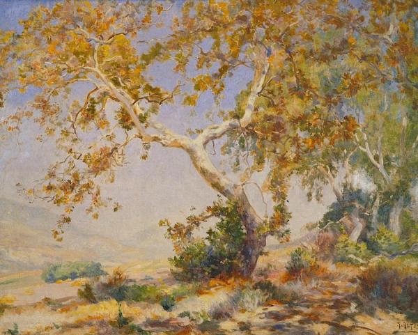 California Sycamore by Mathias Joseph Alten